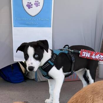 Rescue Husky Dogs for Adoption in Rossville, Georgia - Whimsy | PetCurious