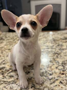 Terrier and Chihuahua Dogs Available for Adoption in Gainesville, Virginia - Pickles | PetCurious