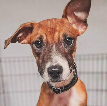 Sherman (AO37345) -  Terrier Dog for Adoption in Kansas City, Kansas - Sherman (AO37345) | PetCurious