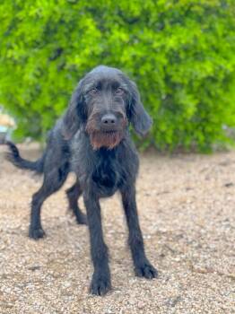 German Wirehaired Pointer Dogs Available for Adoption in Helotes, Texas - Jade | PetCurious