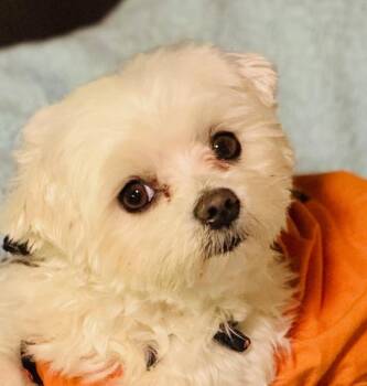 Rescue Maltese Dogs for Adoption in Springfield, Virginia - Star | PetCurious