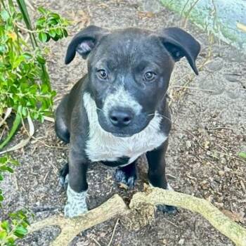 Mixed Breed Dogs Available for Adoption in Gainesville, Florida - Quartz | PetCurious