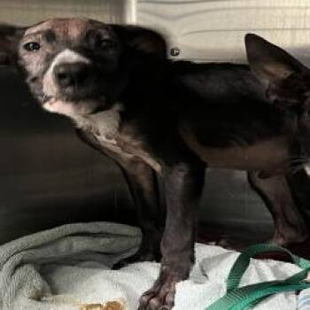 Dale -  Mixed Breed Dog for Adoption - Dale | PetCurious