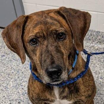 Zeus -  Mixed Breed Dog for Adoption in Greenville, South Carolina - Zeus | PetCurious