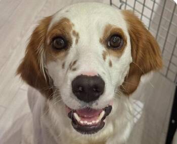 Romie -  English Setter Dog for Adoption in San Ramon, California - Romie | PetCurious