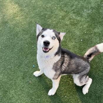 Siberian Husky Dogs Available for Adoption in Brockton, Massachusetts - Lua | PetCurious