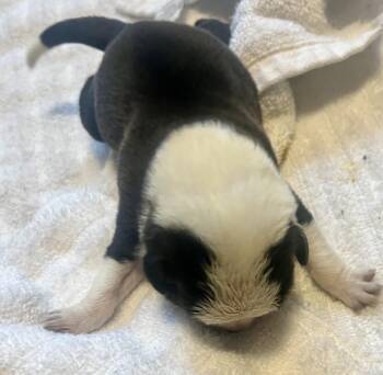 American Bulldog Dogs Available for Adoption - Delta Pup Panda | PetCurious