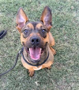 Celia -  Corgi and Terrier Dog for Adoption in Tulare, California - Celia | PetCurious