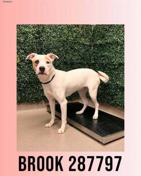 Mixed Breed Dogs Available for Adoption - BROOK | PetCurious