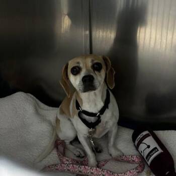 Rosetta -  Beagle and Mixed Breed Dog for Adoption in Merriam, Kansas - Rosetta | PetCurious