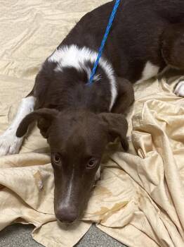 BABY FOXY -  Border Collie and Mixed Breed Dog for Adoption in Las Vegas, Nevada - BABY FOXY | PetCurious