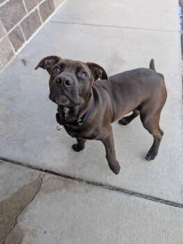 Rescue Labrador Retriever Dogs for Adoption in Renfrew, Pennsylvania - Chestnut | PetCurious