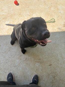 Rottweiler and Mixed Breed Dogs Available for Adoption - BABS | PetCurious