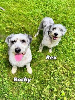 Rex and Rocky a Bonded Pair -  Sheepadoodle Dog for Adoption in Stamford, Connecticut - Rex And Rocky A Bonded Pair | PetCurious