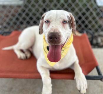Mixed Breed Dogs Available for Adoption in Charlotte, North Carolina - MILLY | PetCurious