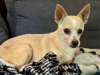 Rescue Chihuahua Dogs for Adoption in Plymouth, Michigan - Vince Gill | PetCurious