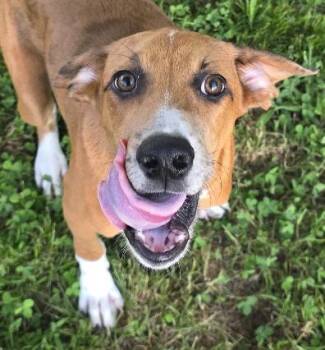 Atticus Finch -  Hound Dog for Adoption in Andover, Massachusetts - Atticus Finch | PetCurious