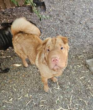 Q -  Shar Pei Dog for Adoption in Lake Forest, California - Q | PetCurious