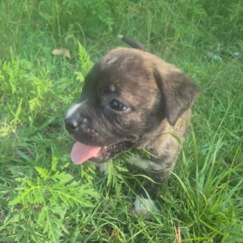 Raphael -  Mixed Breed Dog for Adoption in Aberdeen, North Carolina - Raphael | PetCurious