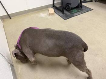 Strawberry -  Mixed Breed Dog Available for Adoption in Hobbs, New Mexico - Strawberry | PetCurious