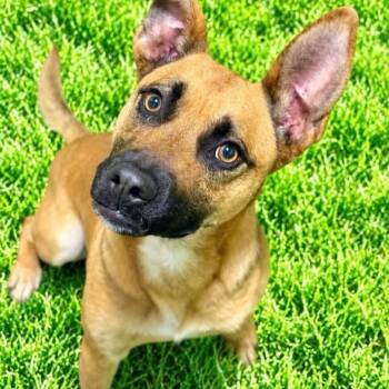 Rango -  Shepherd Dog for Adoption in Battle Creek, Michigan - Rango | PetCurious
