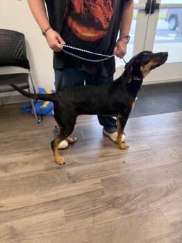 Mocha -  German Shepherd Dog and Hound Dog for Adoption in Auburn, Indiana - Mocha | PetCurious