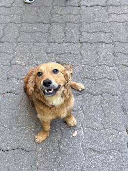 Spaniel Dogs Available for Adoption in Richmond, Texas - Pinto Bean | PetCurious