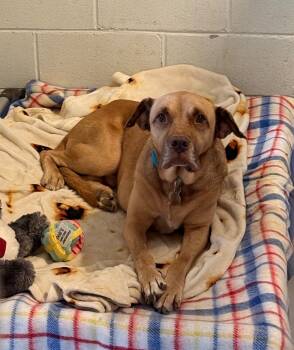 Rescue Labrador Retriever and Mixed Breed Dogs for Adoption in Hampton, Virginia - Tanner | PetCurious