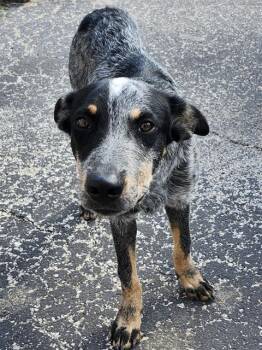 Rescue Australian Cattle Dog Blue Heeler Dogs for Adoption in San Antonio, Texas - DASH | PetCurious