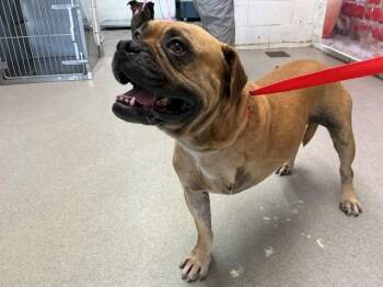 Boxer and Mixed Breed Dogs Available for Adoption in San Bernardino, California - HOPPER | PetCurious