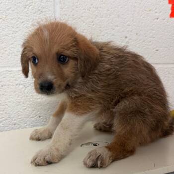 Hotdog -  Terrier and Mixed Breed Dog for Adoption in Edinburg, Texas - Hotdog | PetCurious