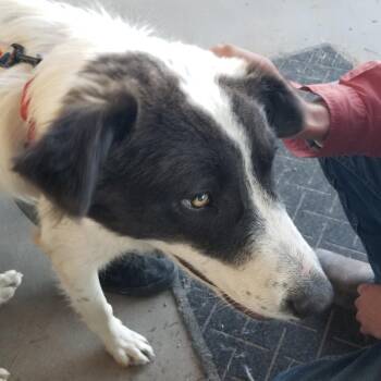 Oscar AKA Bilbo -  Great Pyrenees and Mixed Breed Dog for Adoption in Taos, New Mexico - Oscar AKA Bilbo | PetCurious