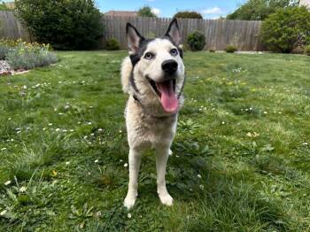 Lucky -  Husky Dog for Adoption in Sebastian, Florida - Lucky | PetCurious