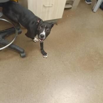 Pit Bull Terrier and Mixed Breed Dogs Available for Adoption - CANTINA | PetCurious