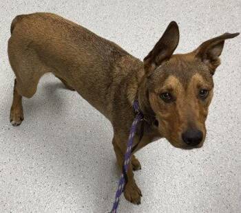 Colfax -  Shepherd Dog Available for Adoption in Oakland, California - Colfax | PetCurious