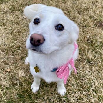 Cattle Dog Dogs Available for Adoption - Pixie Stix | PetCurious