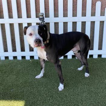 MOOKIE -  Pit Bull Terrier and Mixed Breed Dog for Adoption in Modesto, California - MOOKIE | PetCurious
