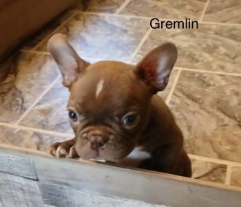 Gremlin -  French Bulldog and Boston Terrier Dog for Adoption in Glenwood City, Wisconsin - Gremlin | PetCurious