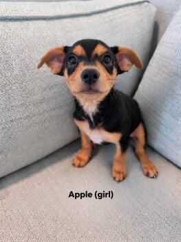 Apple -  Chihuahua and Miniature Pinscher Dog for Adoption in Poway, California - Apple | PetCurious