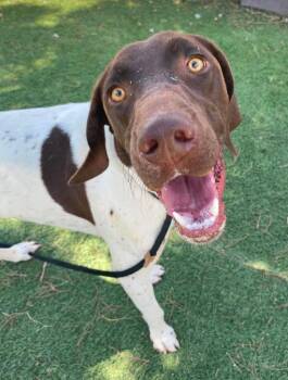 Duke -  German Shorthaired Pointer Dog for Adoption in Boulder, Colorado - Duke | PetCurious
