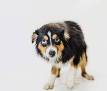 Coop -  Australian Shepherd Dog for Adoption in York, South Carolina - Coop | PetCurious