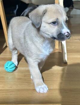 BOSCO -  Shepherd Dog for Adoption in Broomfield, Colorado - BOSCO | PetCurious