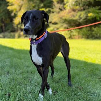 Mya -  Greyhound and Mixed Breed Dog for Adoption in Pittsford, Vermont - Mya | PetCurious