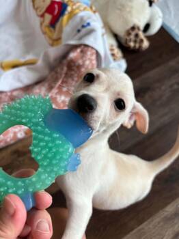 Apple -  Chihuahua Dog for Adoption in Houston, Texas - Apple | PetCurious