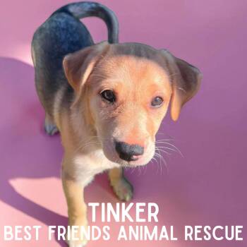 Tinker -  Pit Bull Terrier Dog for Adoption in Wasilla, Alaska - Tinker | PetCurious