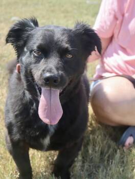 Gelato aka Otto -  Corgi Dog for Adoption in Franklin, Tennessee - Gelato Aka Otto | PetCurious