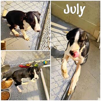 July -  Brittany Spaniel Dog for Adoption in Saint James, Missouri - July | PetCurious