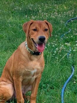 Benny -  Rhodesian Ridgeback Dog for Adoption in Carmel Hamlet, New York - Benny | PetCurious