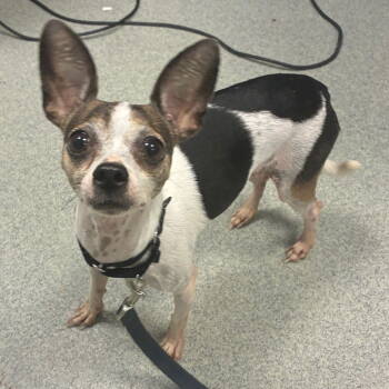 Rescue Chihuahua Dogs for Adoption in New Castle, Delaware - Sunny | PetCurious