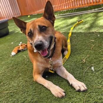Rabbit A1432532 -  German Shepherd Dog Dog for Adoption in Las Vegas, Nevada - Rabbit A1432532 | PetCurious